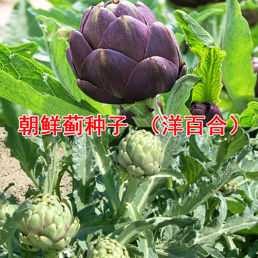 洋蓟种子朝鲜蓟洋百合种子红洋蓟种子秋季冬特色蔬菜籽