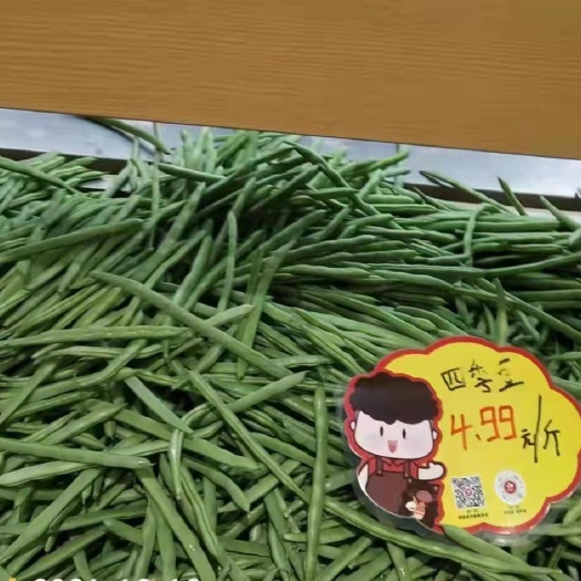 碧丰四季豆 4.99四季豆