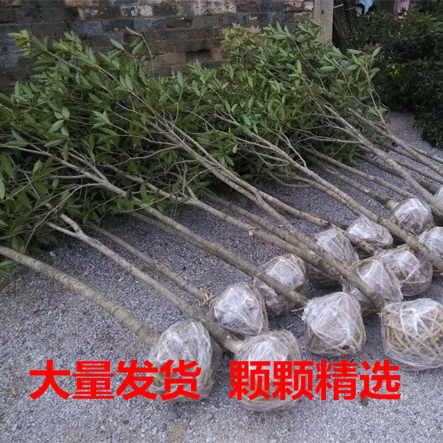 桂花树苗大树金桂丹桂浓香型八月桂四季常青大型耐寒绿植物花卉