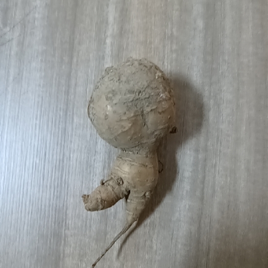 单县单县特产罗汉参