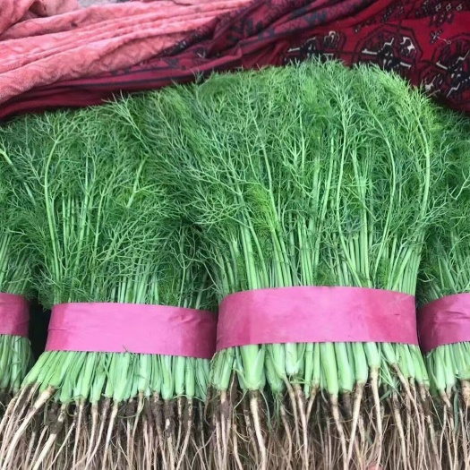 八角  优质茴香苗，全年供货