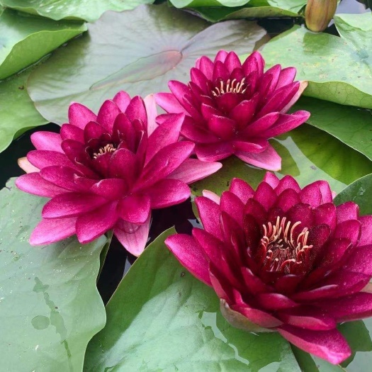 睡莲   睡莲苗批发 睡莲水培植物四季水养荷花水莲花盆栽花卉