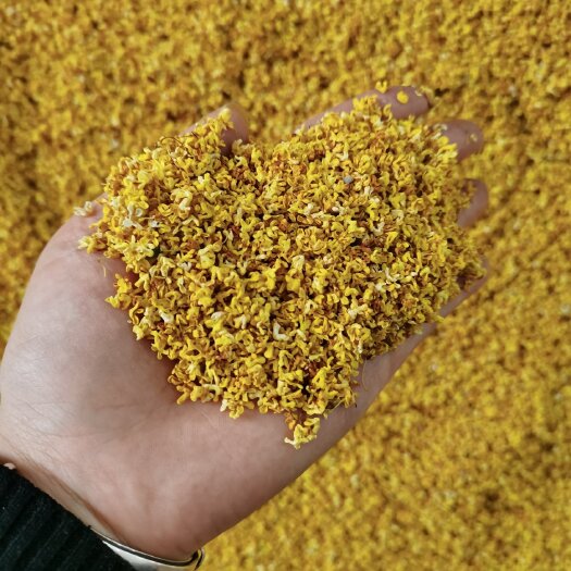 阳朔县桂花瓣 桂花干  一手货源  量大从优