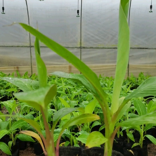 南宁小米焦苗  桂蕉1号香蕉苗，帝皇蕉苗，小米蕉苗，鸡蕉苗，鸡蛋