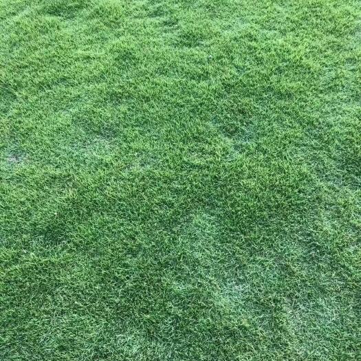 隆安县马尼拉草皮 马尼拉草