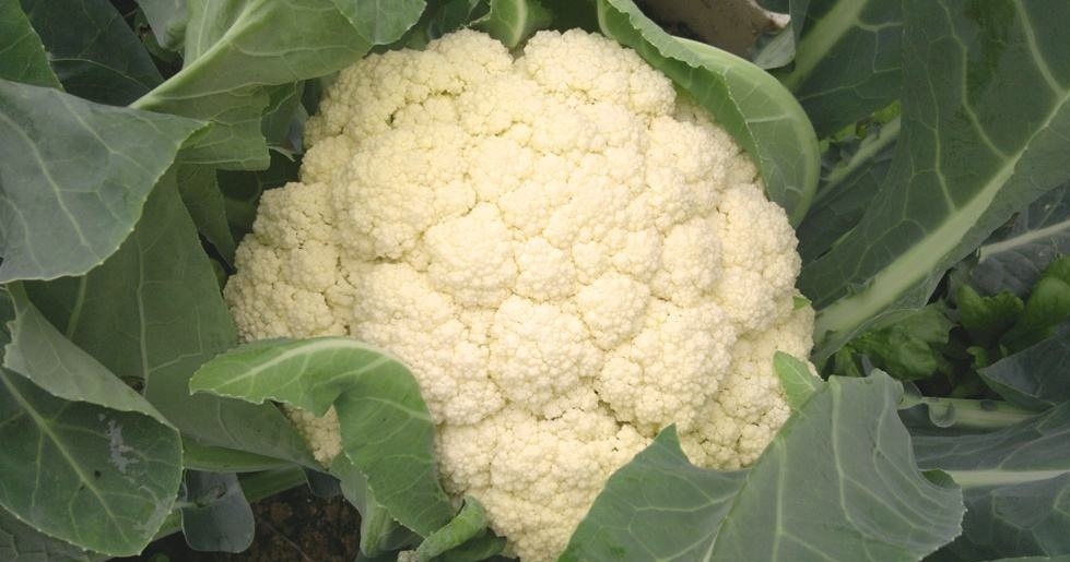 白花菜花  大量精品大棚青梗花菜批发上市