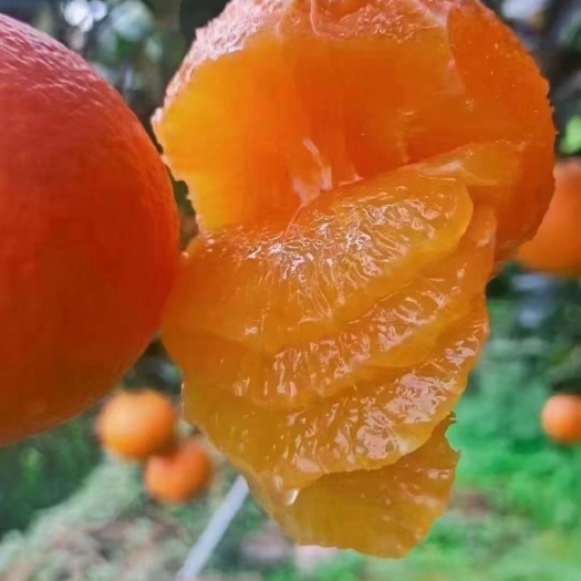 奉节奉节脐橙，2021年奉节福本圆红，纽荷