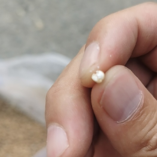方城县 酒用白麦泛麦8