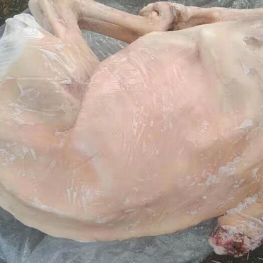 长沙羊肉  绵羊 带皮冻羊 弯瘦羊 中标羊