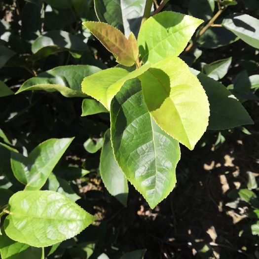 靖州县半枫荷树苗  半枫荷苗 半边枫苗