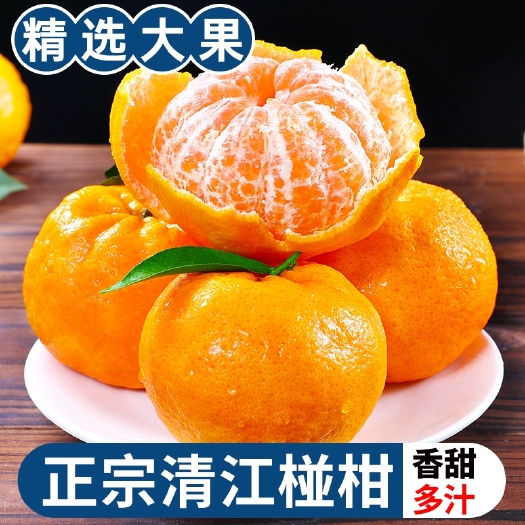 巴东县湖北宜昌清江椪柑特级长阳岩松坪碰柑芦柑蜜桔薄皮桔子甜橘超甜