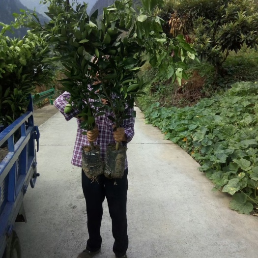 秭归县脐橙树苗 橙子树苗