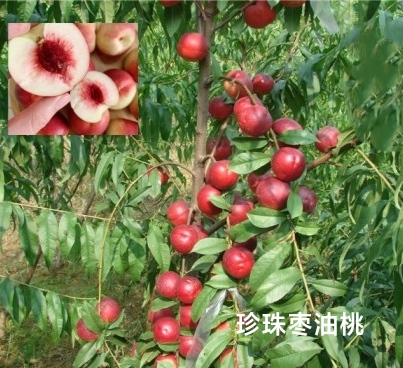 壽縣棗油桃樹苗 棗油桃，8月初成熟，口感甜，含糖量高
