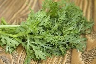 葫芦岛 茼蒿一月可吃欢迎批发零售