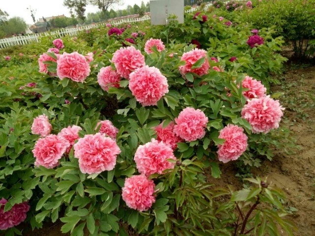 菏泽 观赏牡丹，观赏芍药