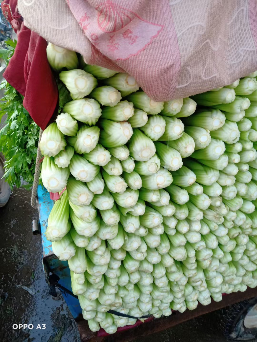 新鮮西芹 產(chǎn)地直發(fā) 河北邯鄲當(dāng)日采摘批發(fā)