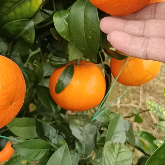 宾阳县沃柑
