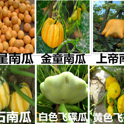 观赏鸳鸯梨南瓜种子   玩皮南瓜种子 玩具南瓜种子 观赏南瓜种子