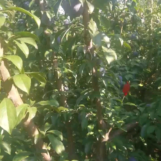 宁陵县李子树苗 黑布李树苗