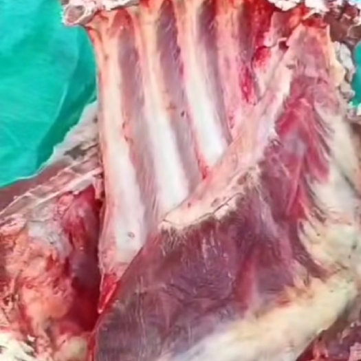 滨州牛肋排  牛肉 牛排骨