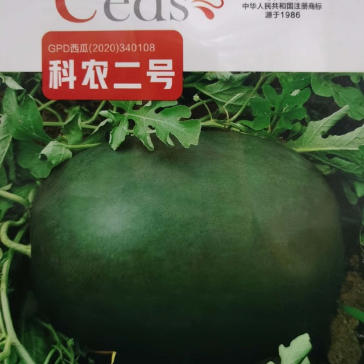  科农二号西瓜种子，深绿覆墨绿色网纹,有蜡粉,红瓤