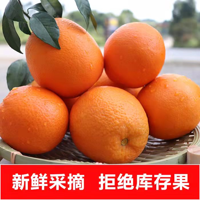 纽荷尔脐橙，坏货包陪