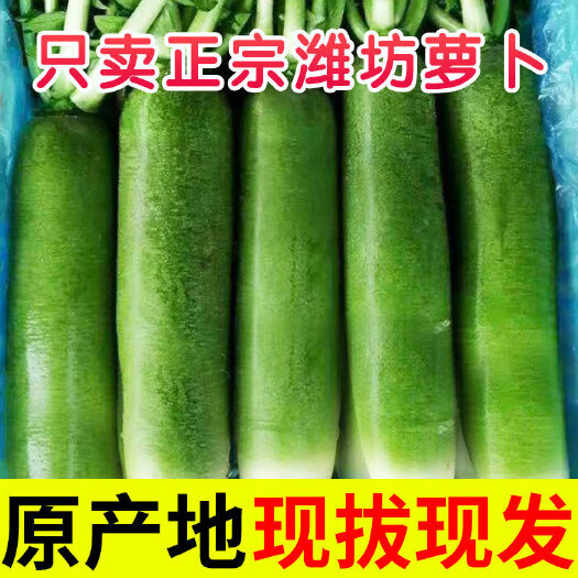 昌乐县潍坊水果萝卜新鲜生吃甜脆青萝卜当季蔬菜批发