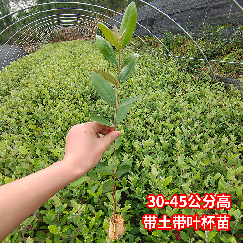 桃金娘苗山棯子树苗带杯发货适合庭院/山坡种植易活