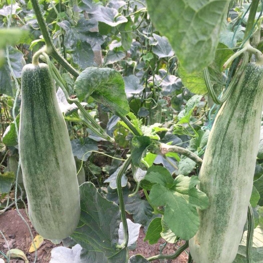 羊角蜜甜瓜 超越61甜瓜山东潍坊羊角蜜万亩基地，产地直供