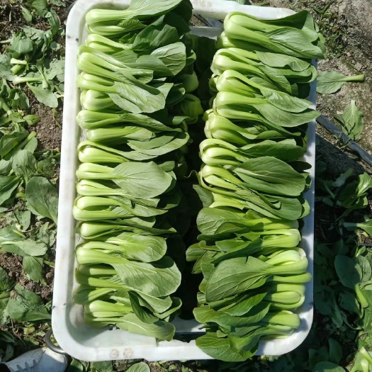 广州上海青