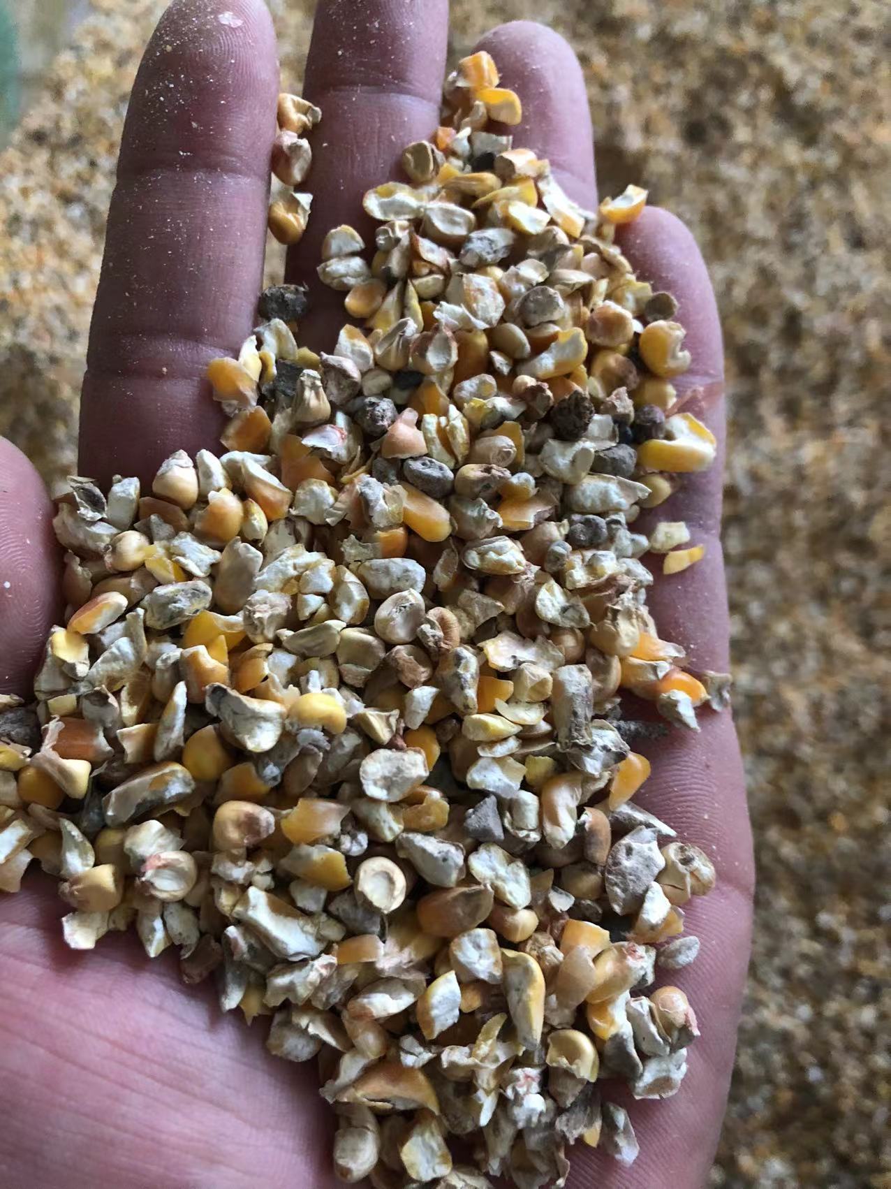 黄玉米粒 碎玉米 玉米下脚料 养殖专用料 鸡鸭鹅 猪牛羊 品质种类众多