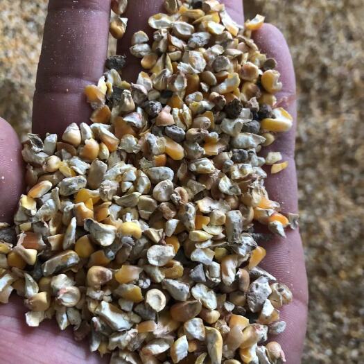 夏邑县黄玉米粒 碎玉米 玉米下脚料 养殖专用料 鸡鸭鹅 猪牛羊 品质种类众多