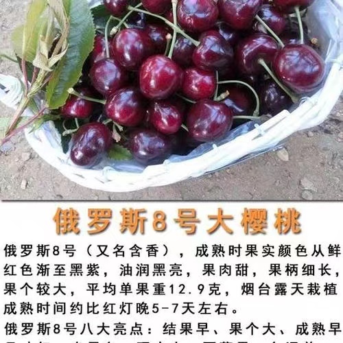 澄城县俄罗斯8号 陕西省渭南市澄城县 