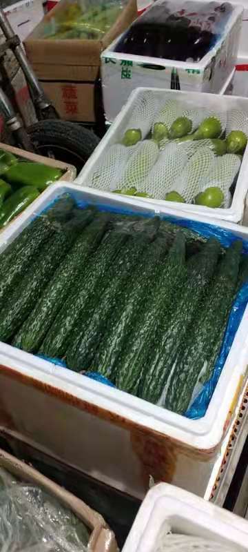 哈尔滨 黄瓜