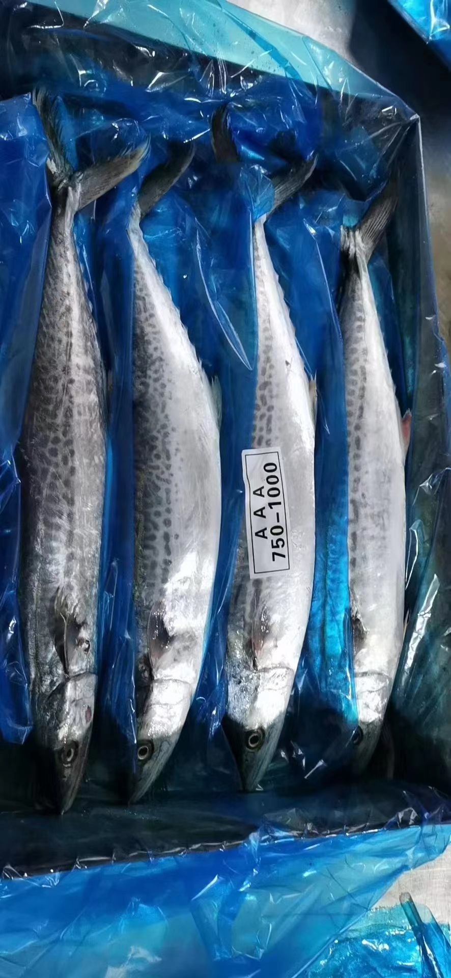 濟寧鲅魚 馬鮫魚 今年鮮貨 無破肚 大量批發 廠家直供