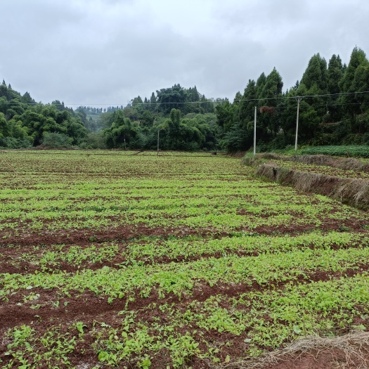 重庆市水浇地 荣昌61多亩平整蔬菜种植用地，，土地平整，水源丰富