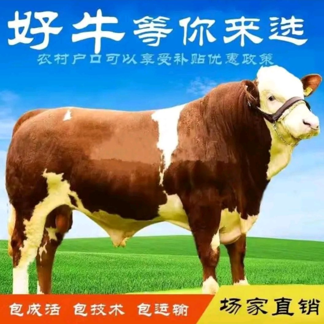 修水县【活牛】牛～利木赞牛厂家直销 包技术指导 免费运送上门