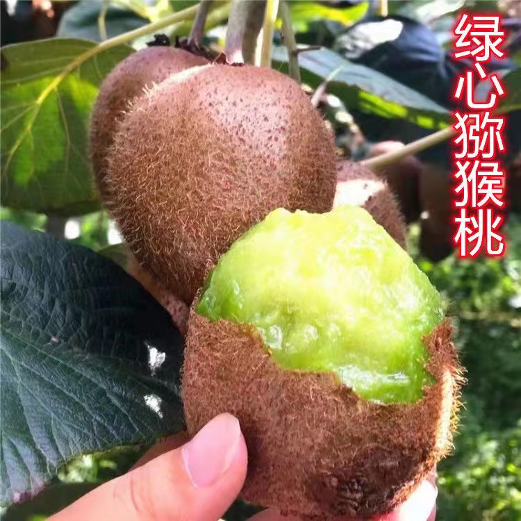 苍溪县绿心猕猴桃嫁接苗 徐香猕猴桃苗 买苗送公树 包邮