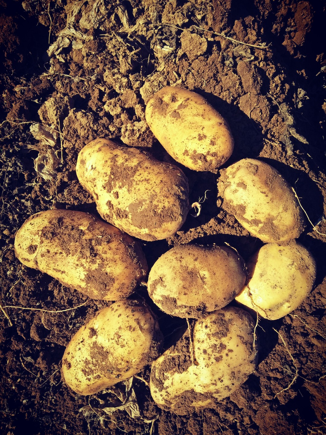 赤城县大白花土豆   精品白花土豆，就是好吃。产地直供，量大从优。