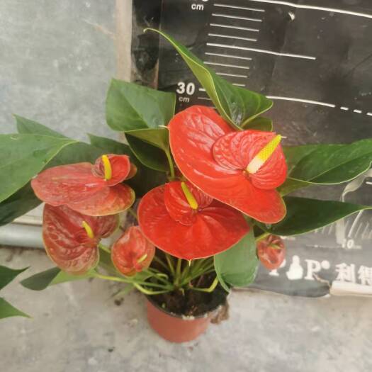 广州红掌 120红成功，35装，11.5元一盆