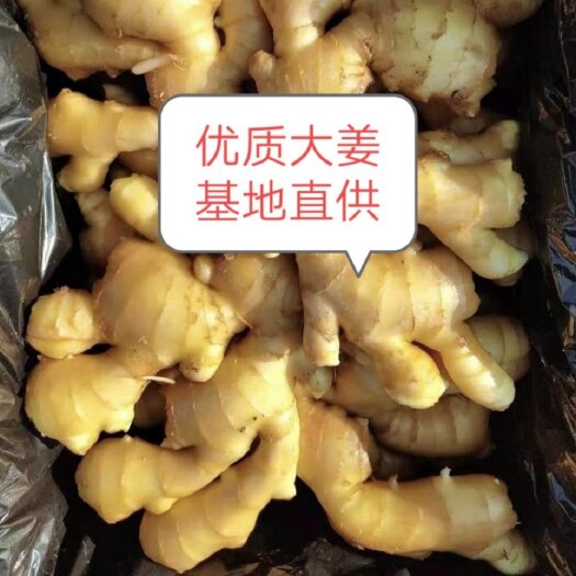 沂水县老姜  山东鲜姜大量上市。块大。颜色黄。味辣。是储存的优选。
