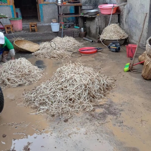 富源县红茎鱼腥草 农户自己栽种折耳根，品质保证，无农药，绿色