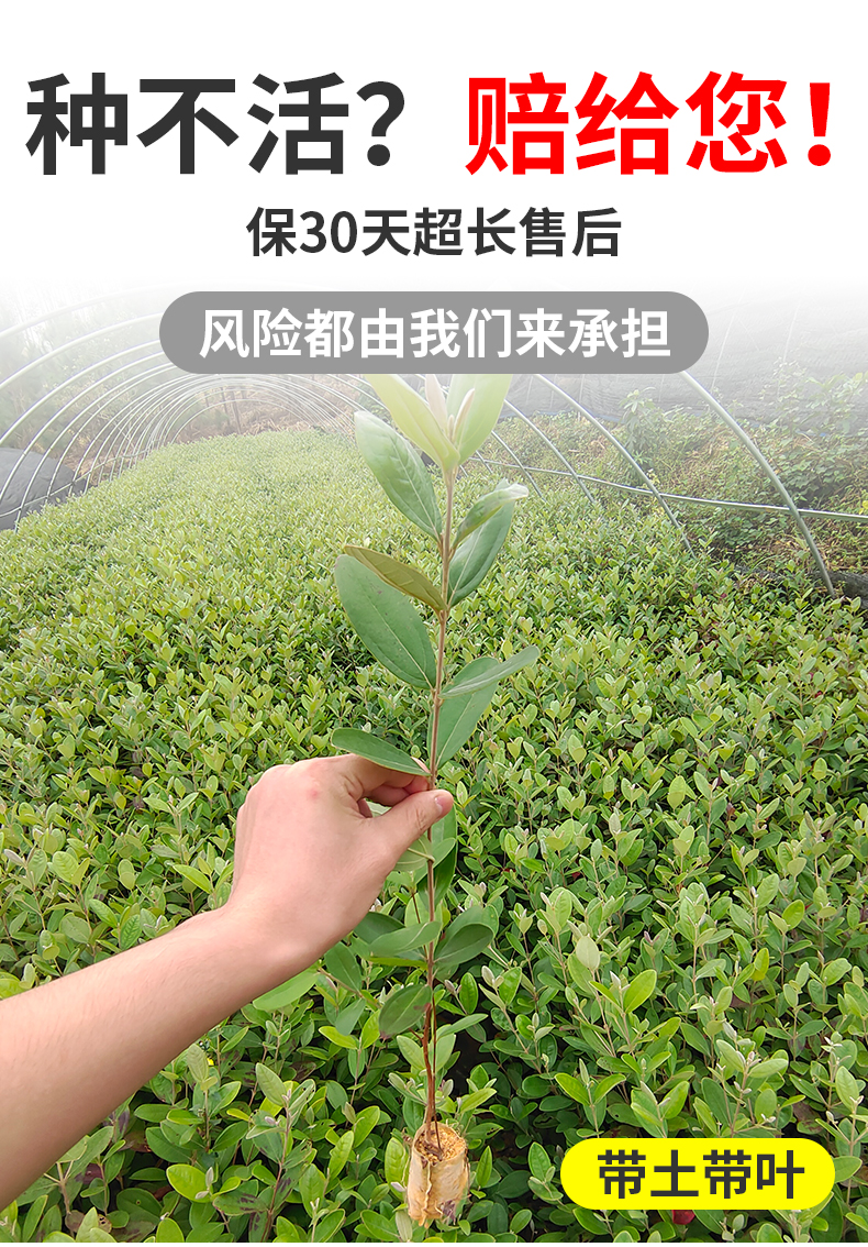 桃金娘苗山棯子树苗带杯发货适合庭院/山坡种植易活