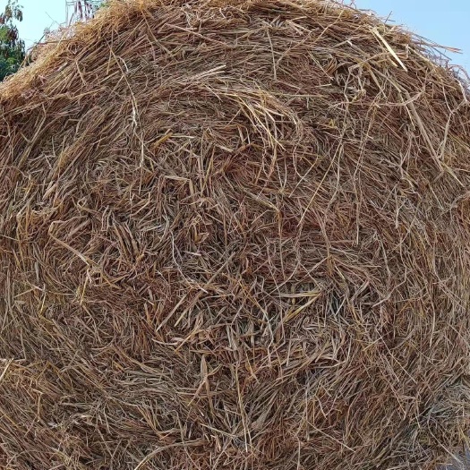 平南县 大量干稻草！价格电议