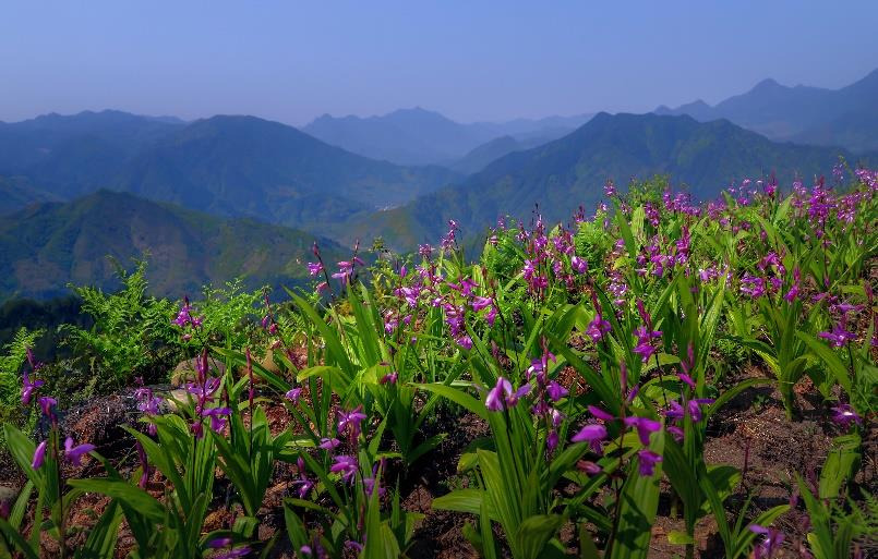 庆元县白及 浙江万亩白芨道地药材种植基地