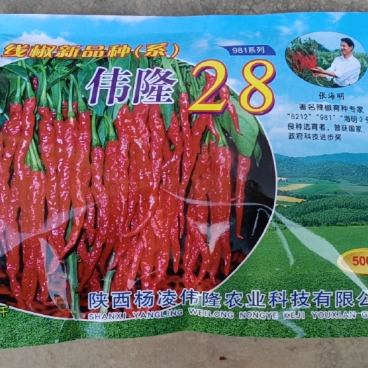 岐山县线椒种子 伟隆28 陕西秦椒辣椒种子