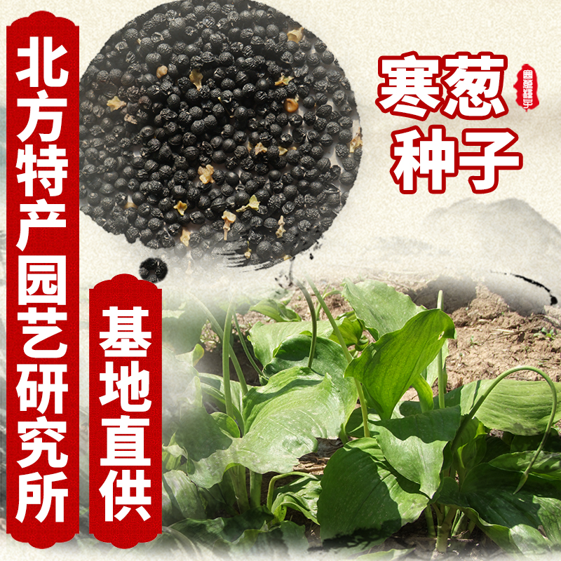 通化县茖葱种子 寒葱种子 提供种植技术资料 又称东北（茖葱）种子