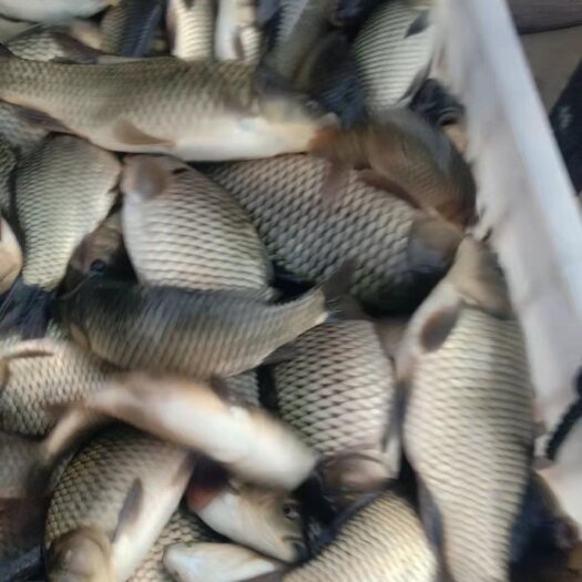 重庆市荷包红鲤鱼 长期供应各种各样的规格成品鱼及鱼苗