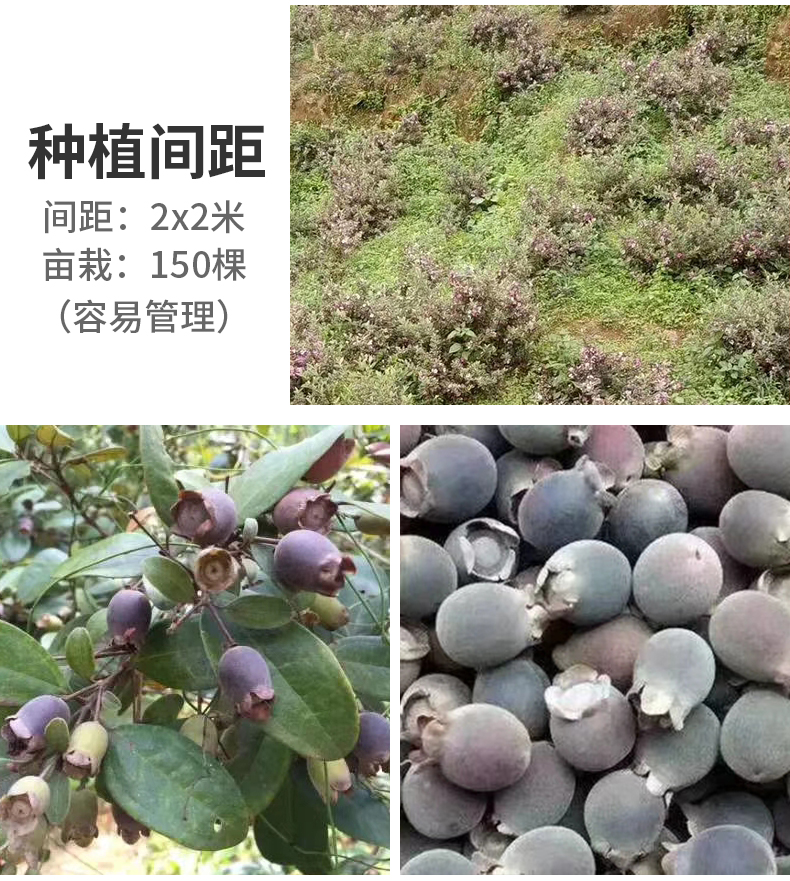 桃金娘苗山棯子树苗带杯发货适合庭院/山坡种植易活