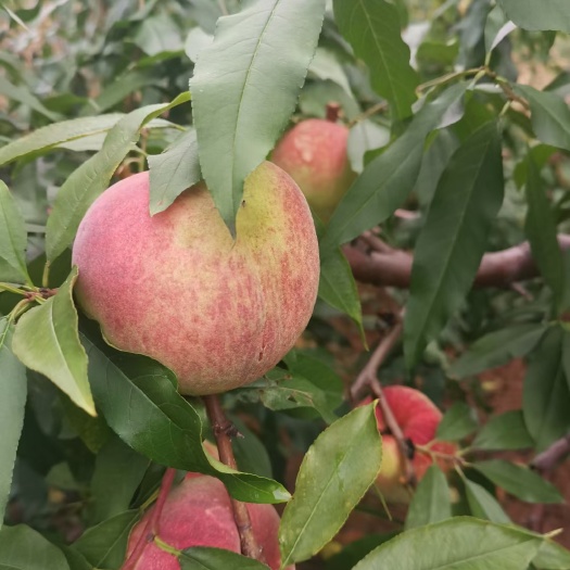 兴城市冬桃 燕特红桃